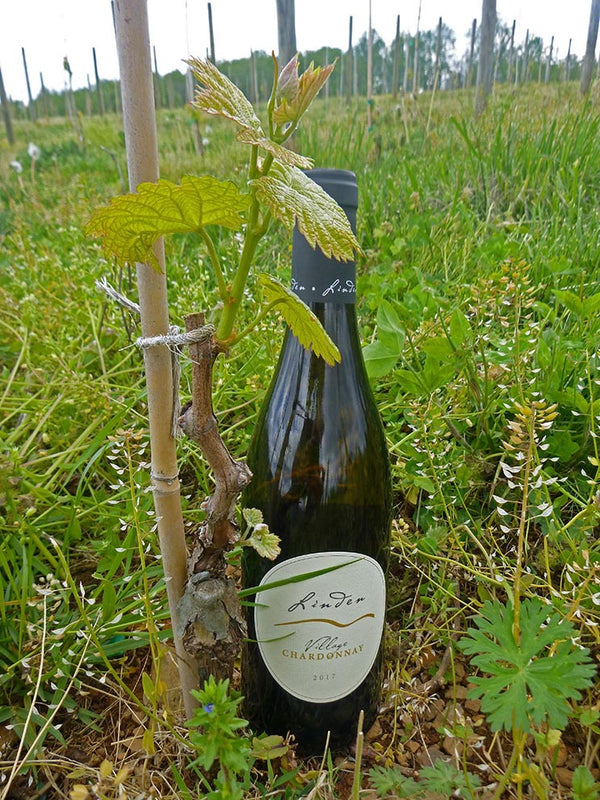 Linden Village Chardonnay 2021