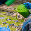 Tuna Belly Fillets with Pesto. Tin. - La Curiosa Tin Fish