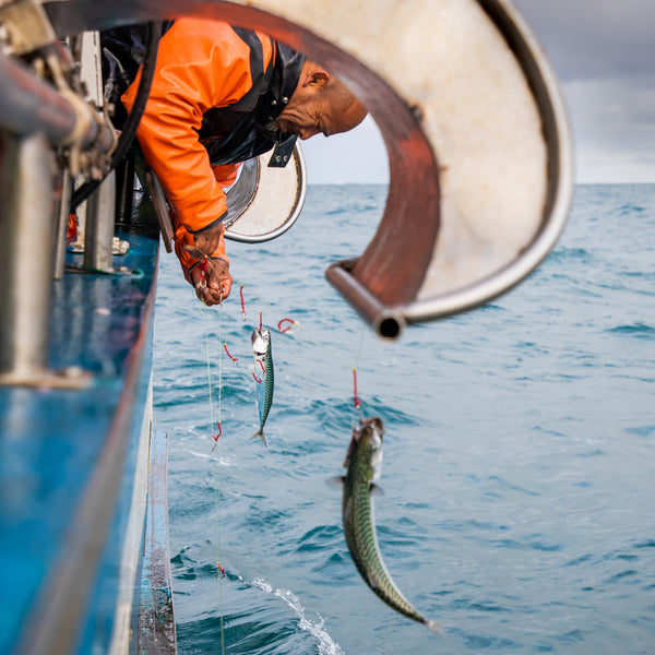 Roasted Garlic Mackerel Tin Fish - Patagonia Provisions